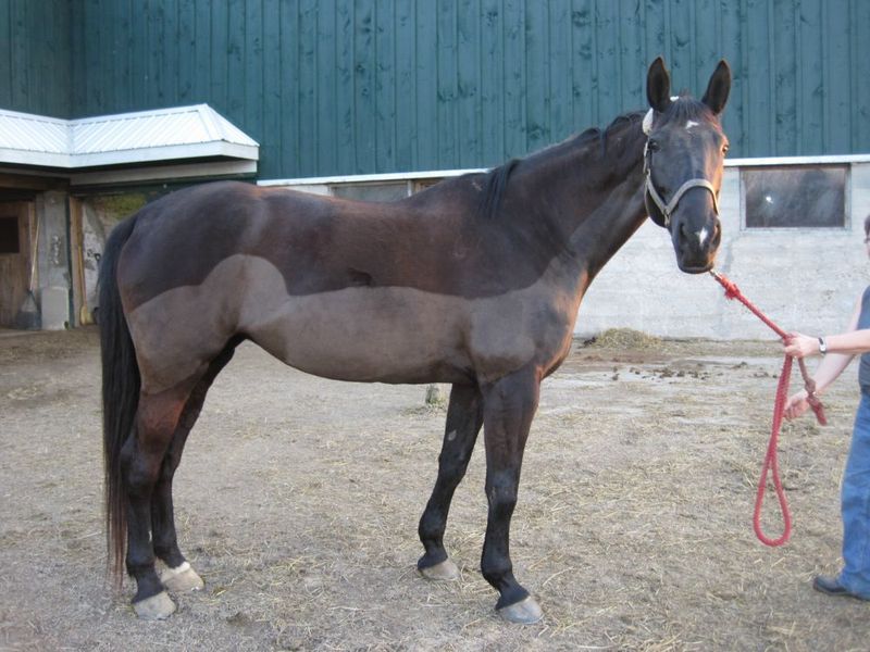 Clipping 101 Horse Journals